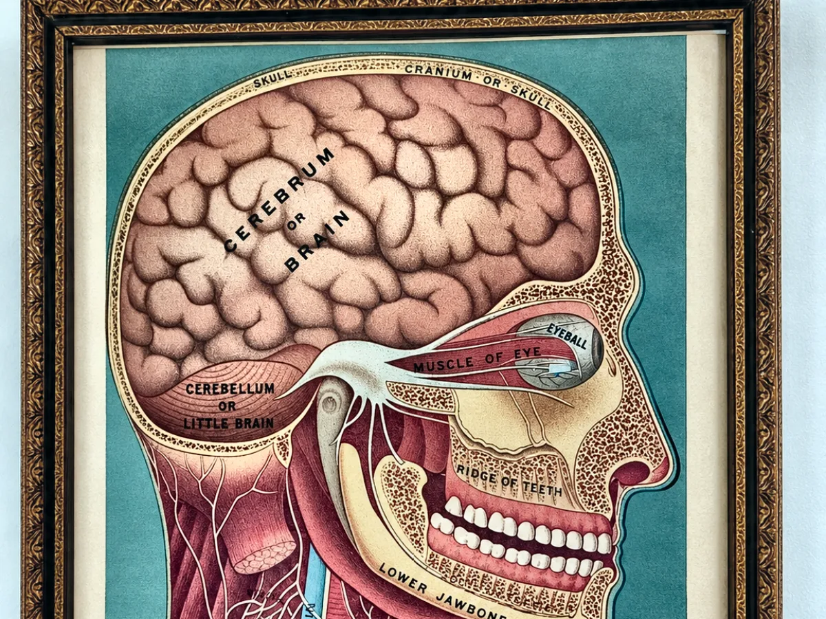 Framed anatomical print showing a cross section of the human head