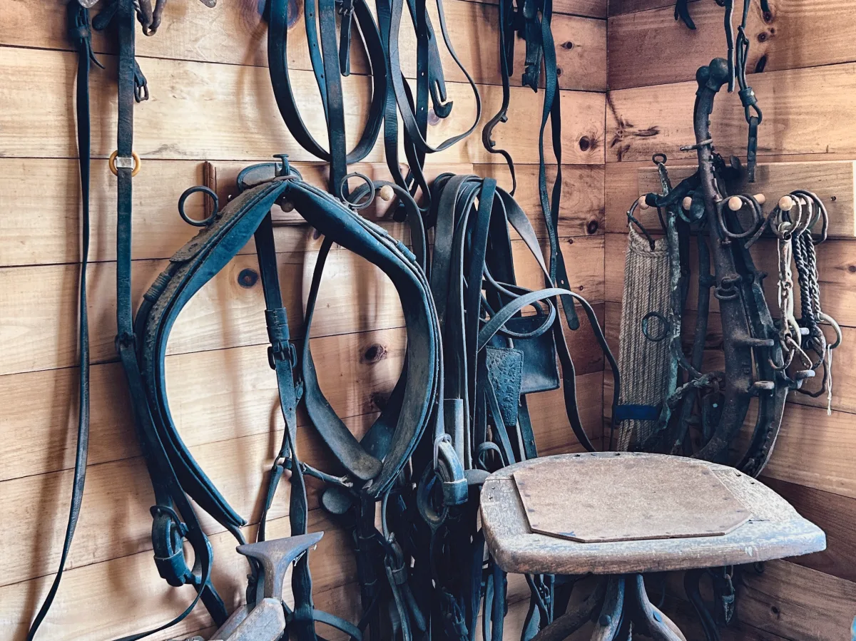 Wall of leather harness, bridles and collars above a worn wooden stool